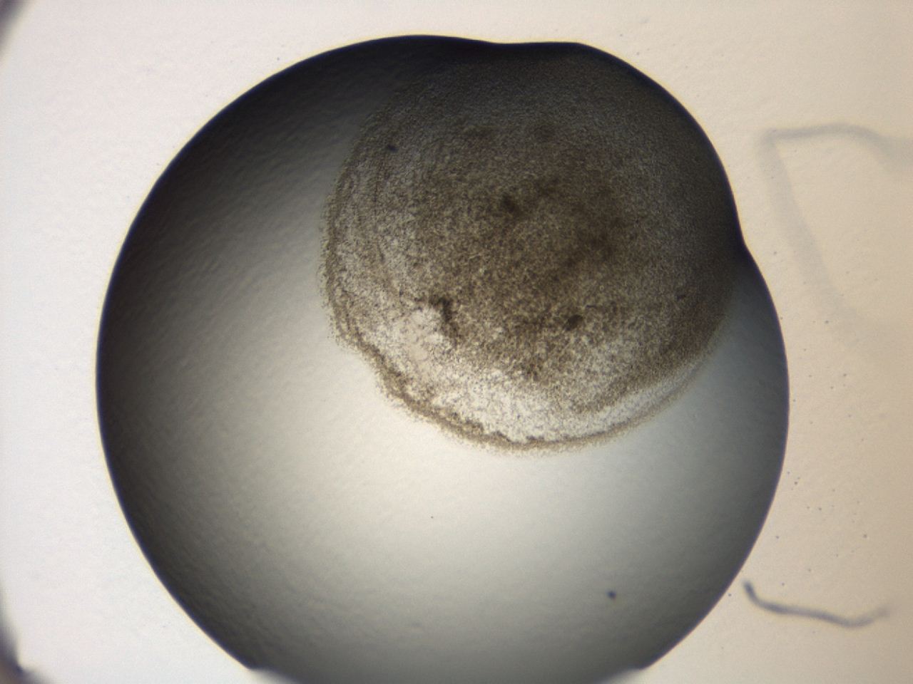 047a_A6_ImagerDefaults_3.jpg