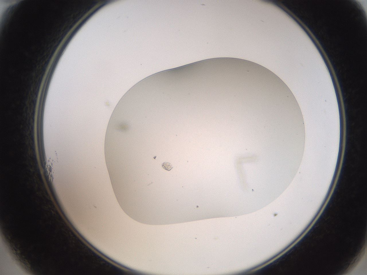 folderID411_plateID3411_batchID20117_wellNum11_profileID1_d2_r303065_ef.jpg