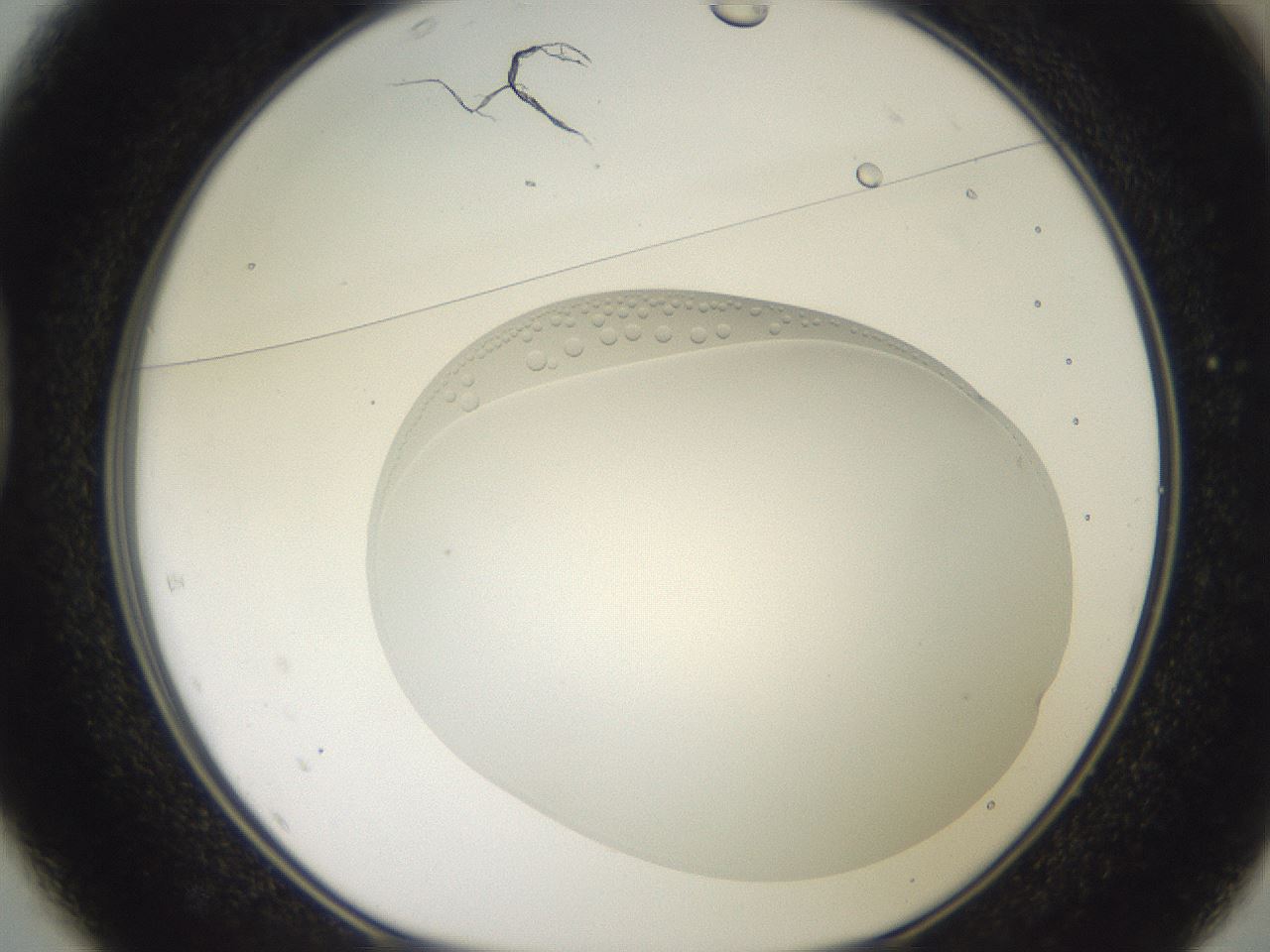 folderID411_plateID3411_batchID21262_wellNum37_profileID1_d1_r303116_ef.jpg