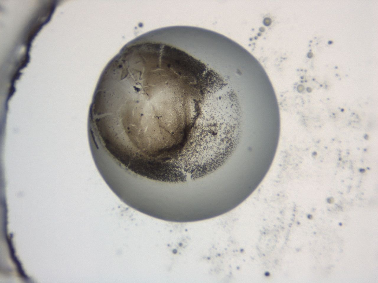 047a_C12_ImagerDefaults_3.jpg