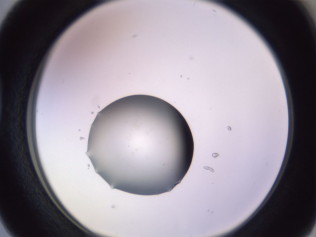 folderID419_plateID1419_batchID5287_wellNum38_profileID1_d1_r87031_ef.jpg