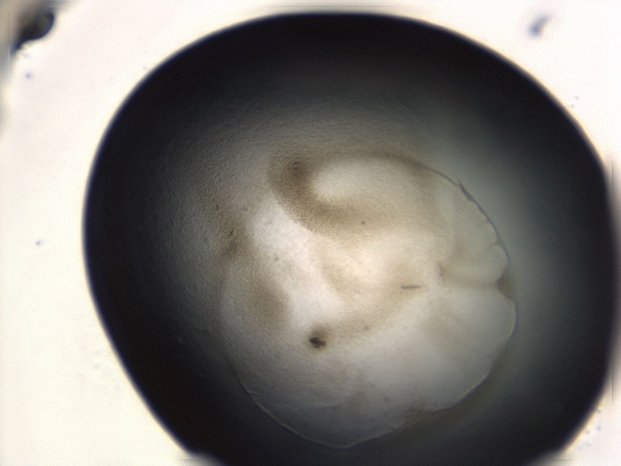 047a_F12_ImagerDefaults_3.jpg