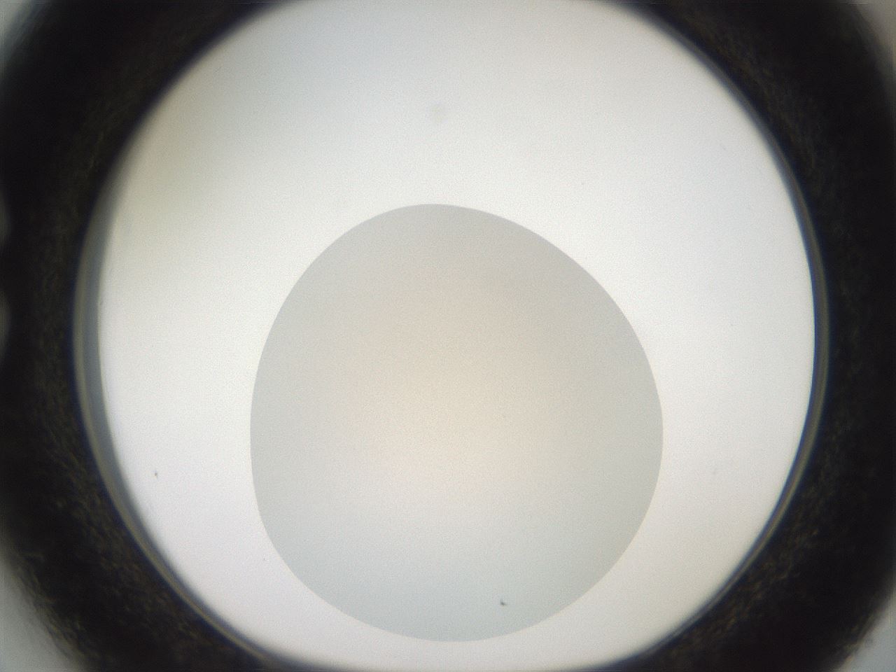 folderID425_plateID3425_batchID19995_wellNum27_profileID1_d1_r303962_ef.jpg