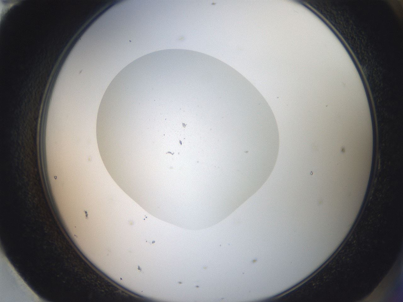 folderID425_plateID3425_batchID20016_wellNum95_profileID1_d2_r304099_ef.jpg