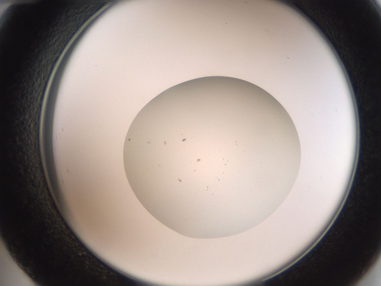 folderID425_plateID3425_batchID20085_wellNum48_profileID1_d2_r304005_ef.jpg