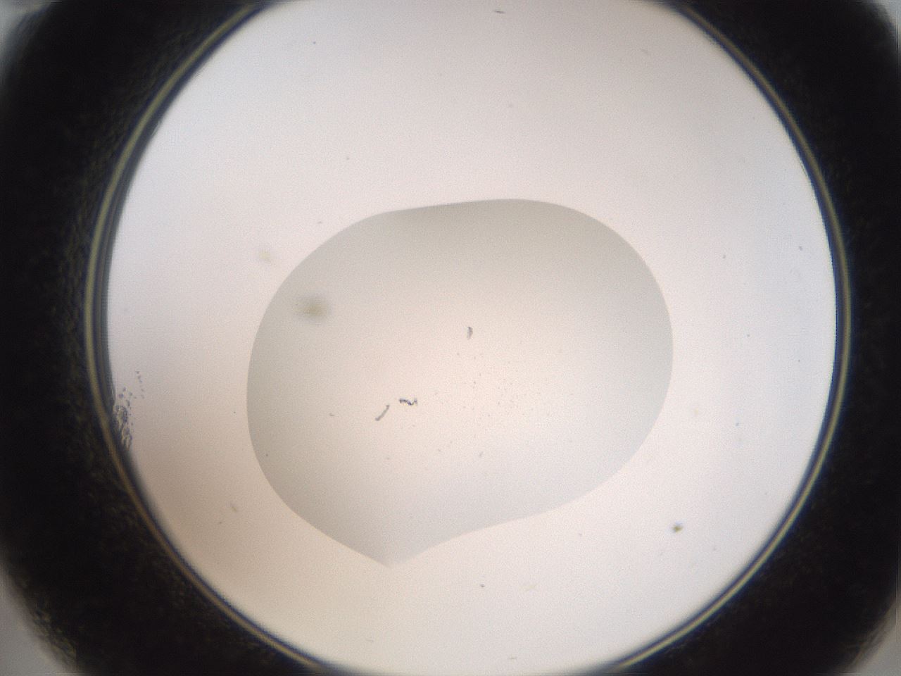 folderID427_plateID3427_batchID20039_wellNum11_profileID1_d2_r304507_ef.jpg