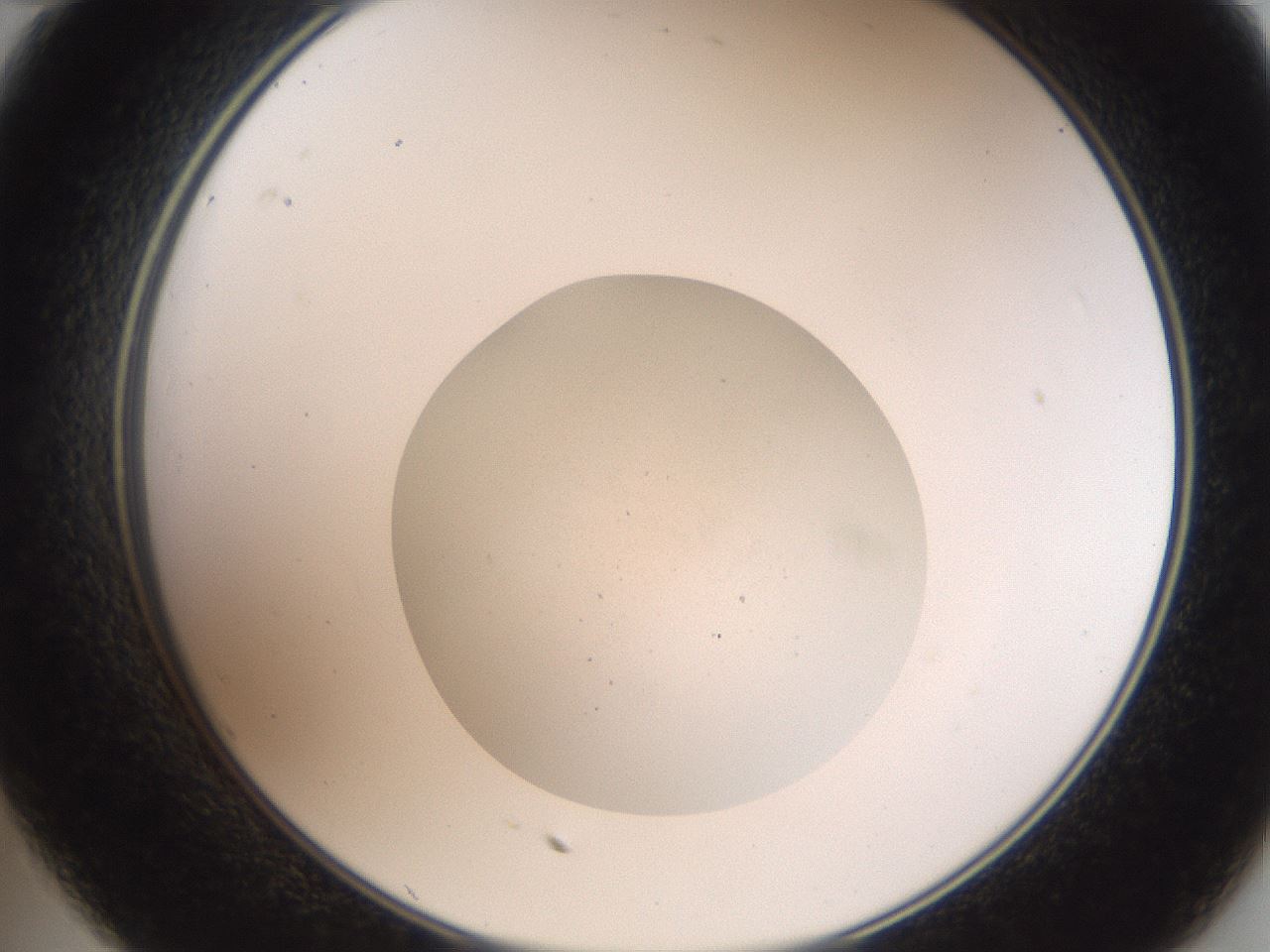 folderID427_plateID3427_batchID20277_wellNum35_profileID1_d2_r304555_ef.jpg