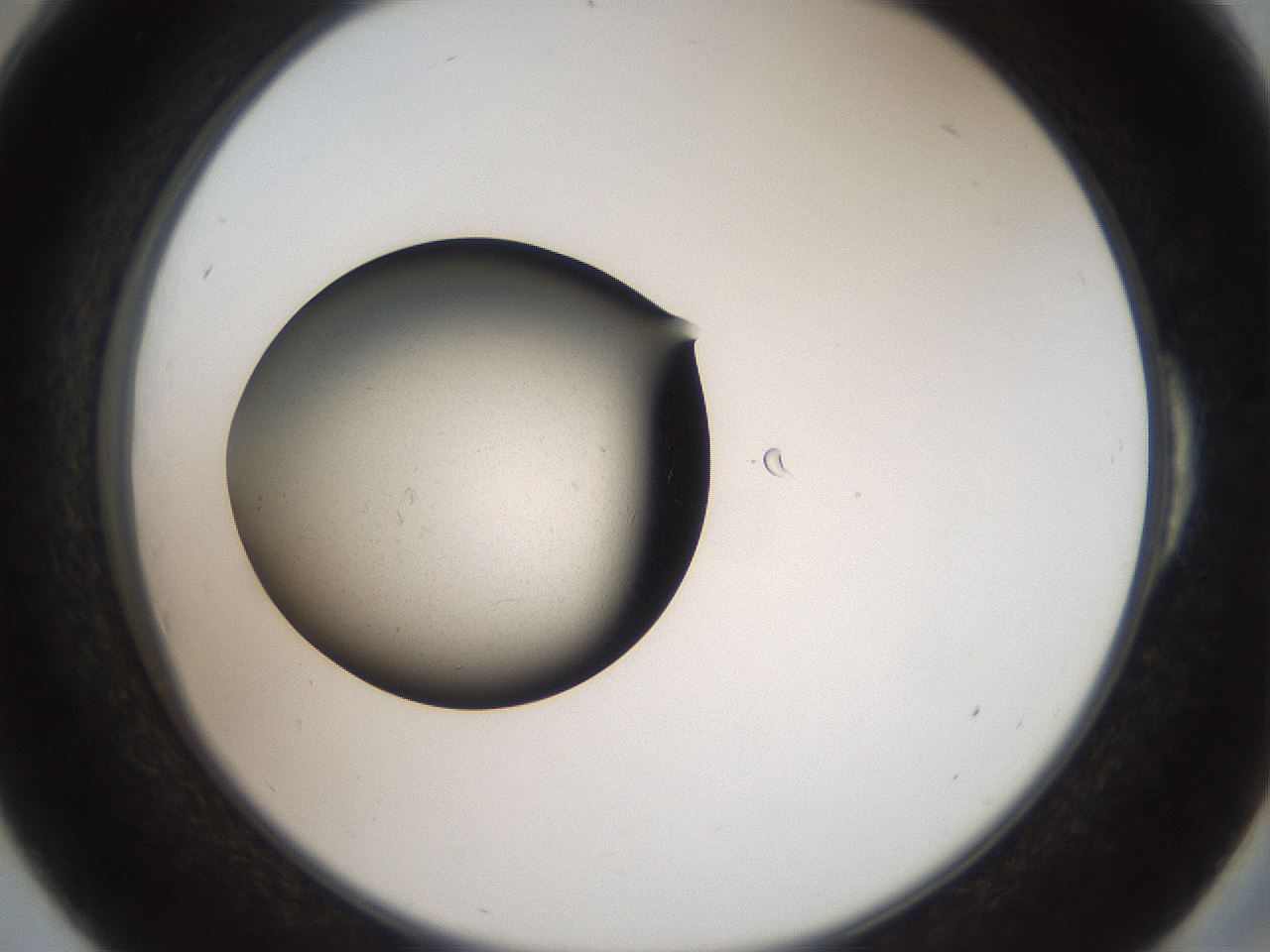 folderID42_plateID2042_batchID8895_wellNum54_profileID1_d2_r137858_ef.jpg
