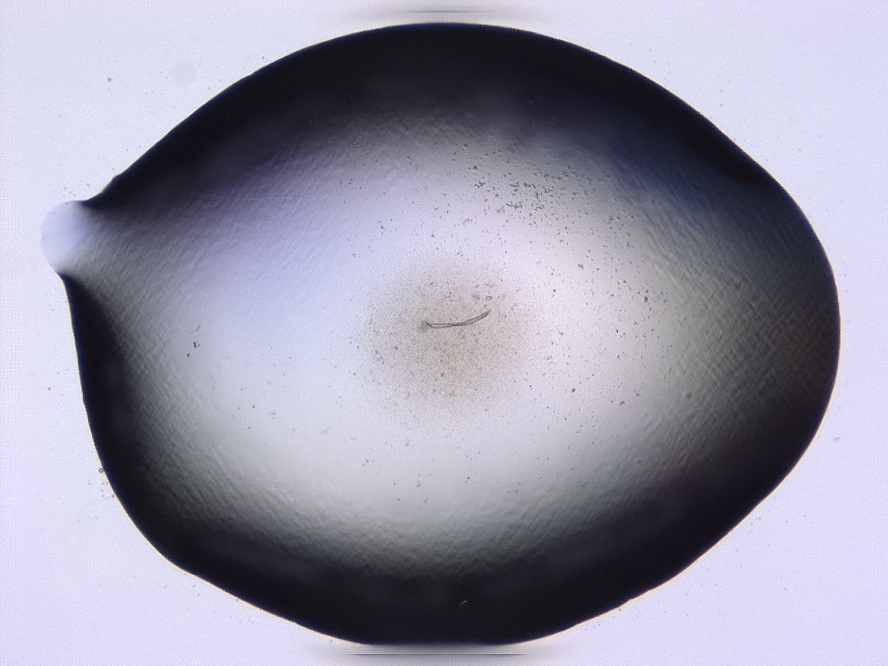 047b_D5_ImagerDefaults_0.jpg