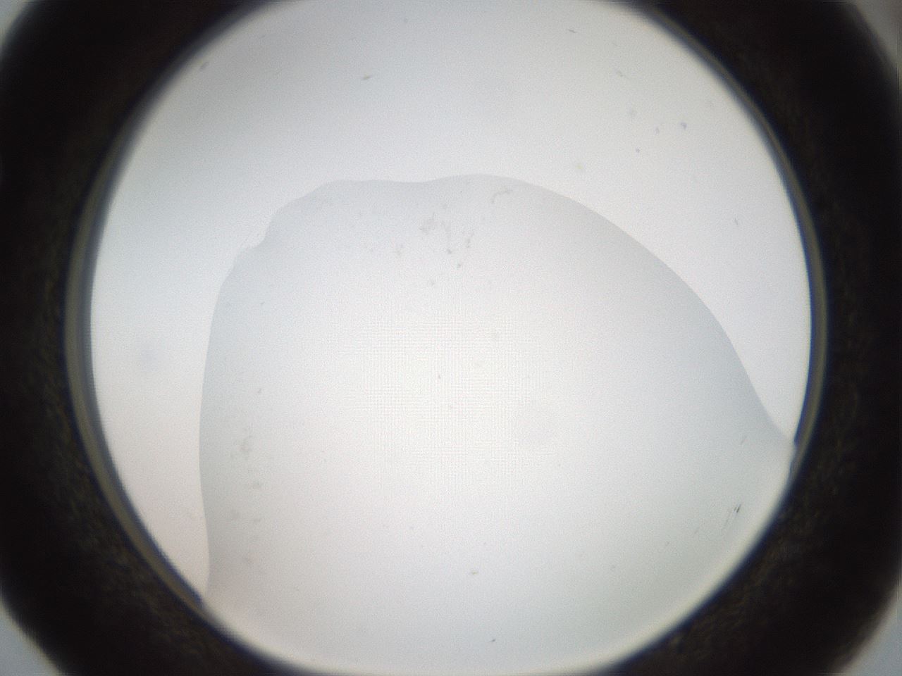 folderID43_plateID2043_batchID8986_wellNum52_profileID1_d1_r137181_ef.jpg