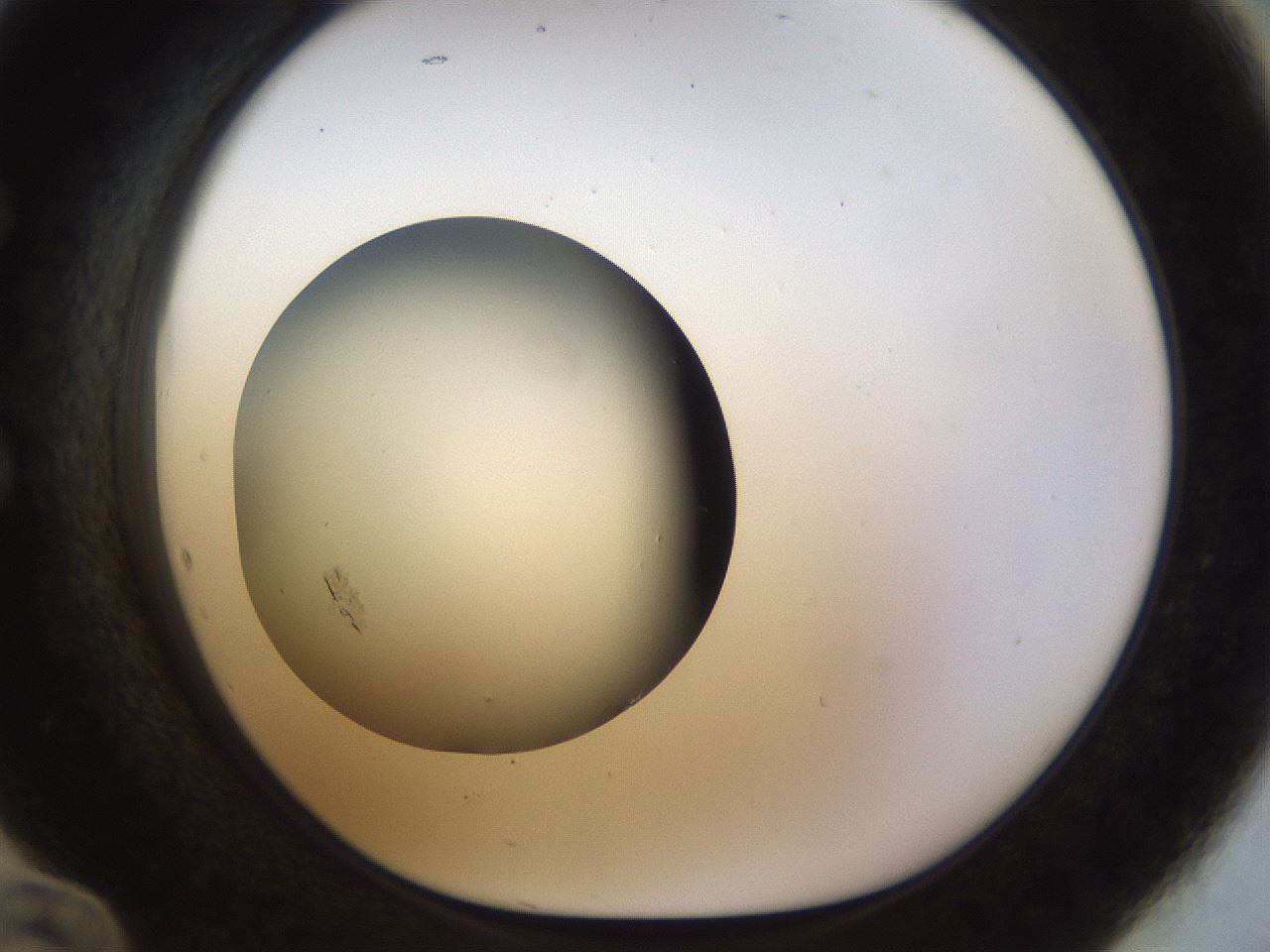 folderID448_plateID1448_batchID5815_wellNum60_profileID1_d1_r91767_ef.jpg