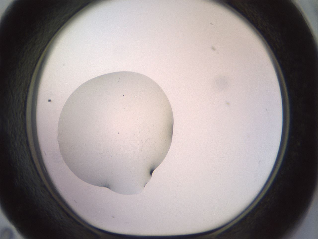 folderID450_plateID3450_batchID20595_wellNum59_profileID1_d1_r309850_ef.jpg