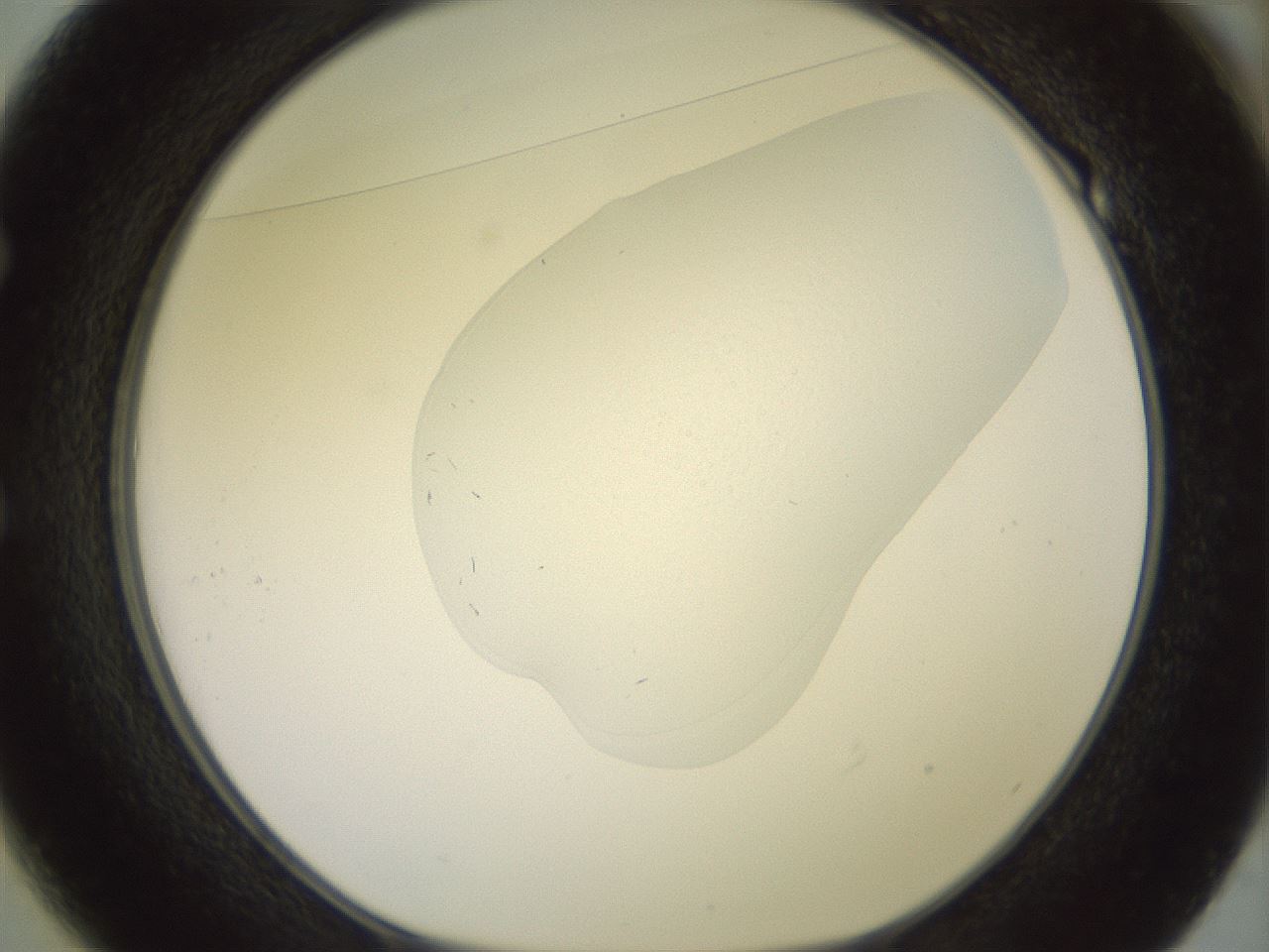 folderID450_plateID3450_batchID22404_wellNum49_profileID1_d1_r309840_ef.jpg