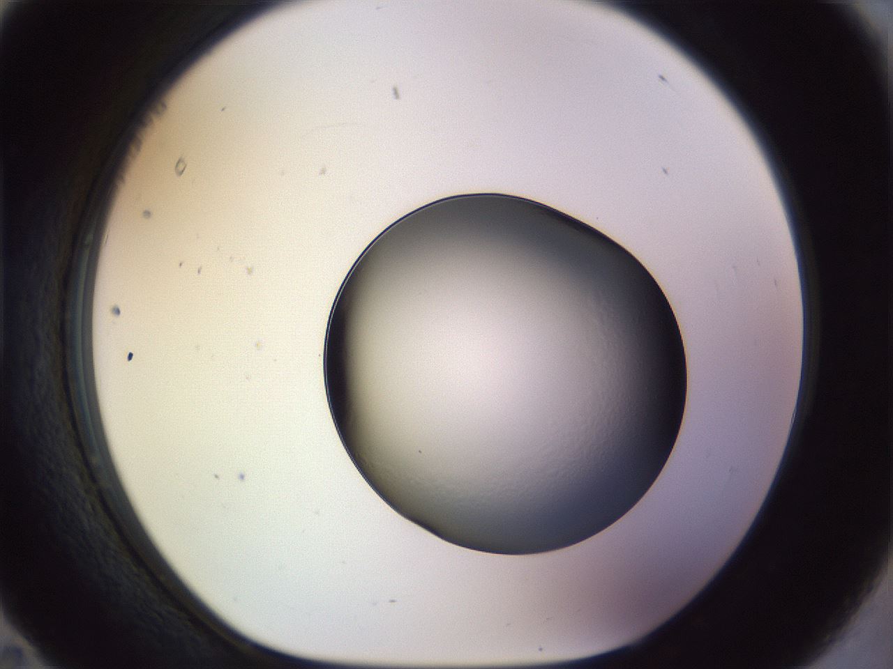 folderID451_plateID1451_batchID5475_wellNum95_profileID1_d1_r91898_ef.jpg