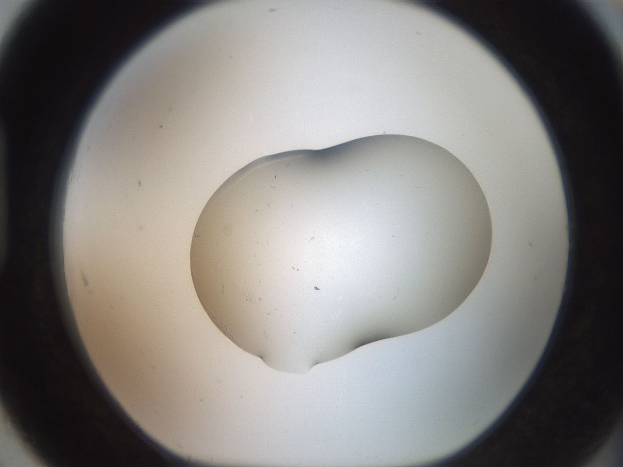 folderID451_plateID3451_batchID20196_wellNum91_profileID1_d1_r309786_ef.jpg