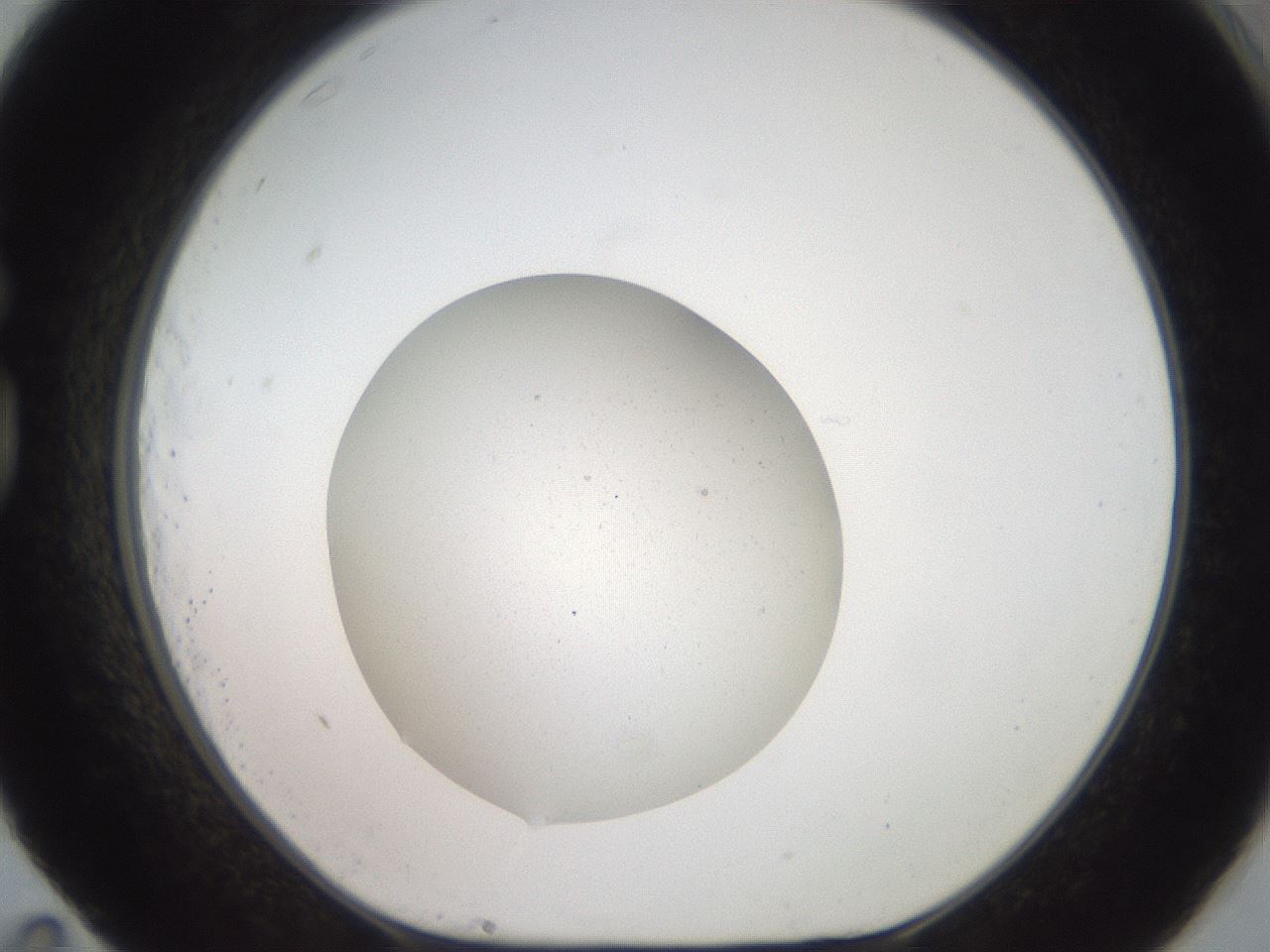 folderID451_plateID3451_batchID20315_wellNum83_profileID1_d1_r309778_ef.jpg