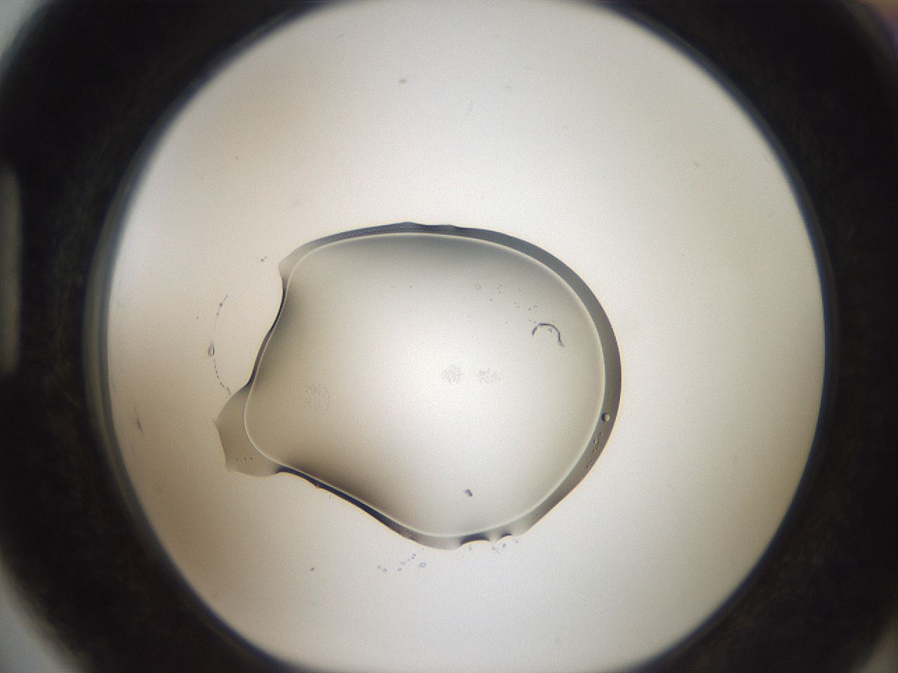 folderID454_plateID3454_batchID20252_wellNum89_profileID1_d1_r310456_ef.jpg