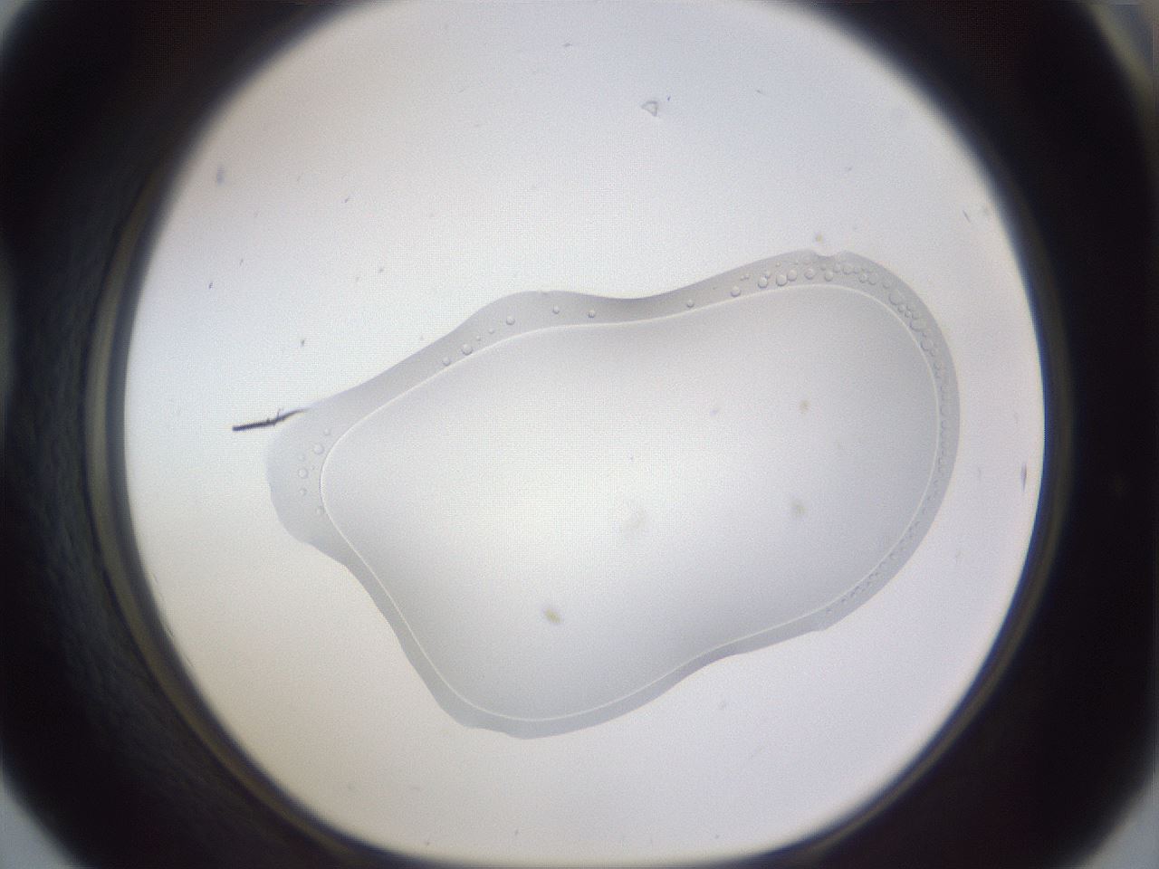 folderID455_plateID3455_batchID21589_wellNum42_profileID1_d1_r310121_ef.jpg