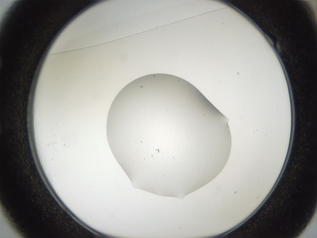 folderID457_plateID3457_batchID20255_wellNum49_profileID1_d1_r310704_ef.jpg