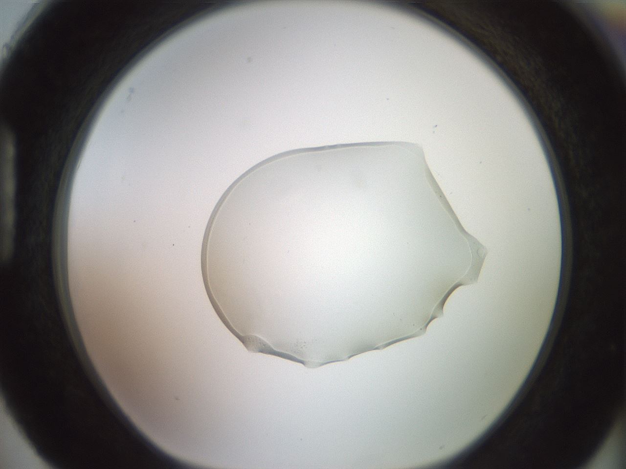folderID459_plateID3459_batchID20430_wellNum88_profileID1_d1_r311127_ef.jpg