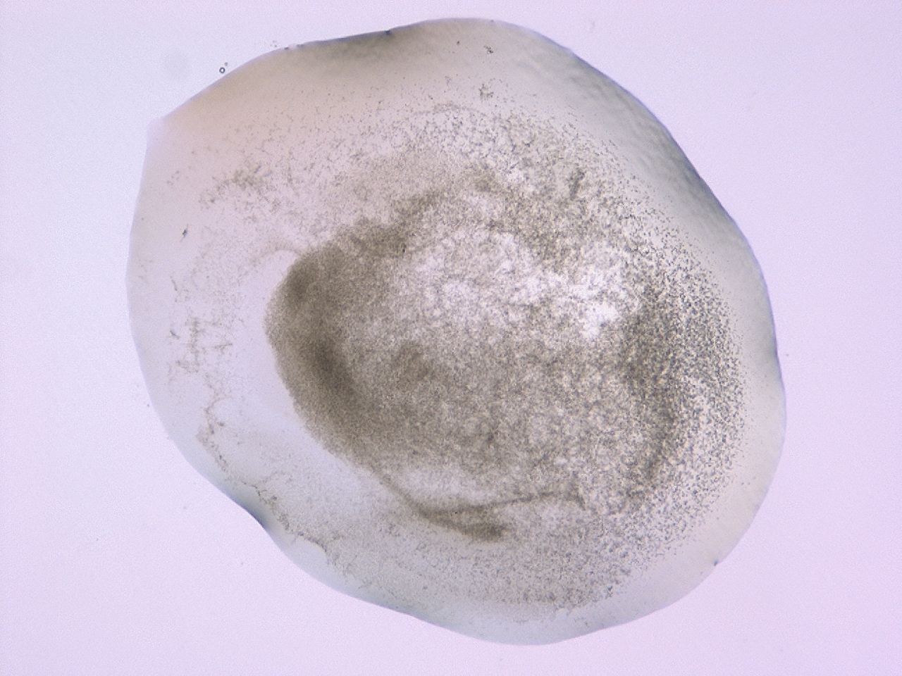 047c_D6_ImagerDefaults_3.jpg