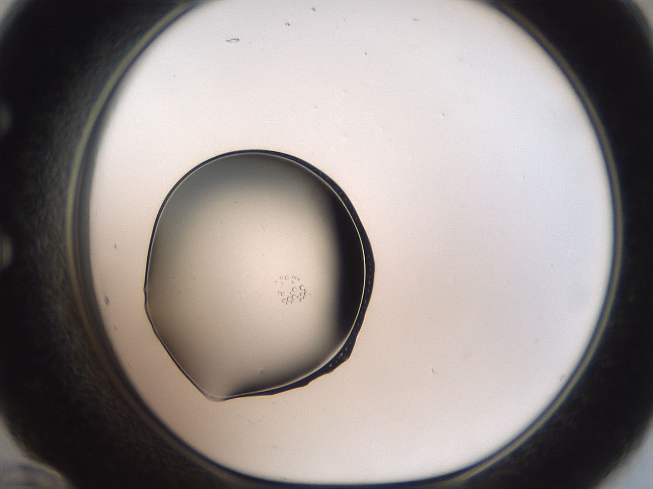folderID460_plateID3460_batchID20325_wellNum60_profileID1_d1_r311003_ef.jpg
