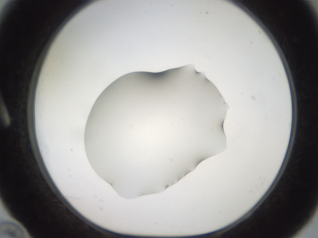 folderID460_plateID3460_batchID20910_wellNum10_profileID1_d1_r310953_ef.jpg
