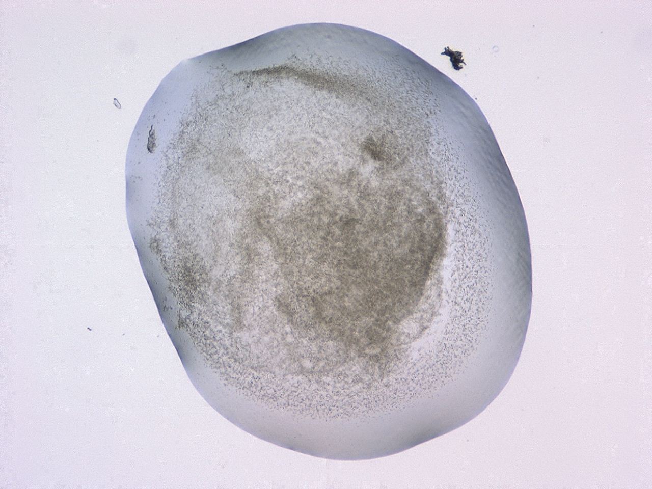 047c_D12_ImagerDefaults_3.jpg