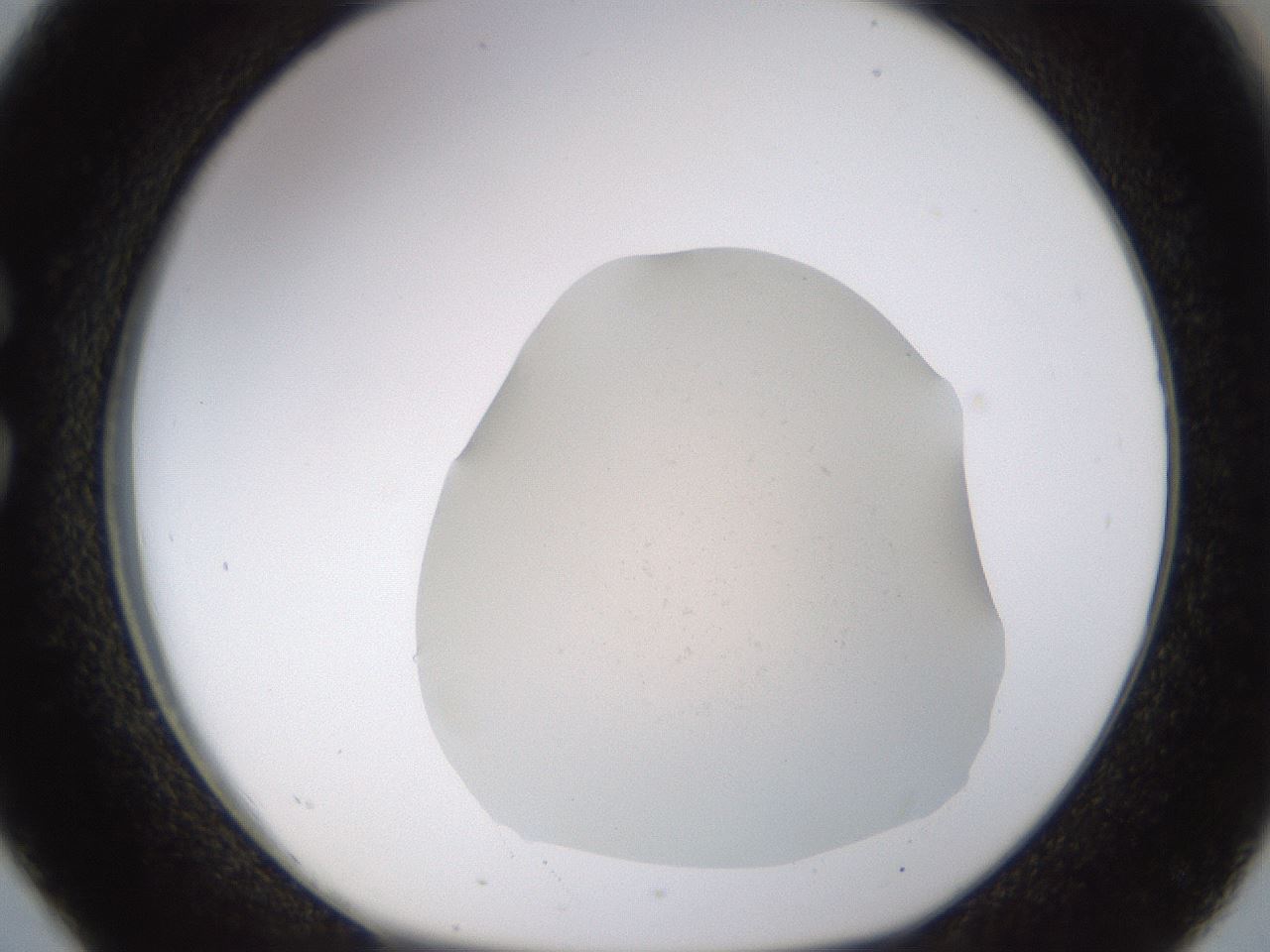 folderID461_plateID1461_batchID5892_wellNum26_profileID1_d1_r92566_ef.jpg