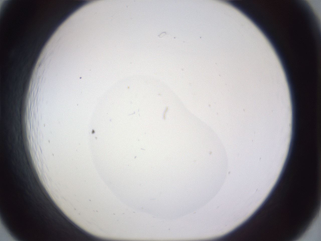 folderID461_plateID3461_batchID20900_wellNum19_profileID1_d1_r310866_ef.jpg