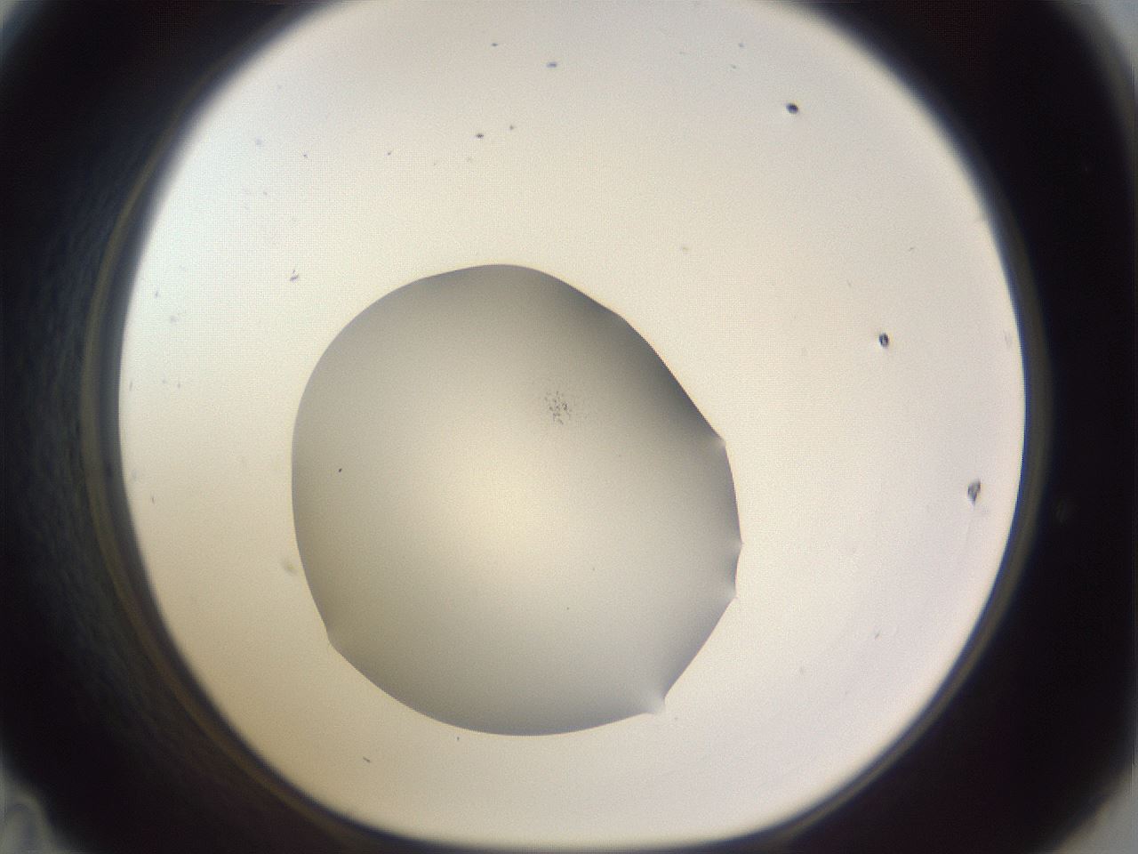 folderID461_plateID3461_batchID21330_wellNum47_profileID1_d1_r310894_ef.jpg