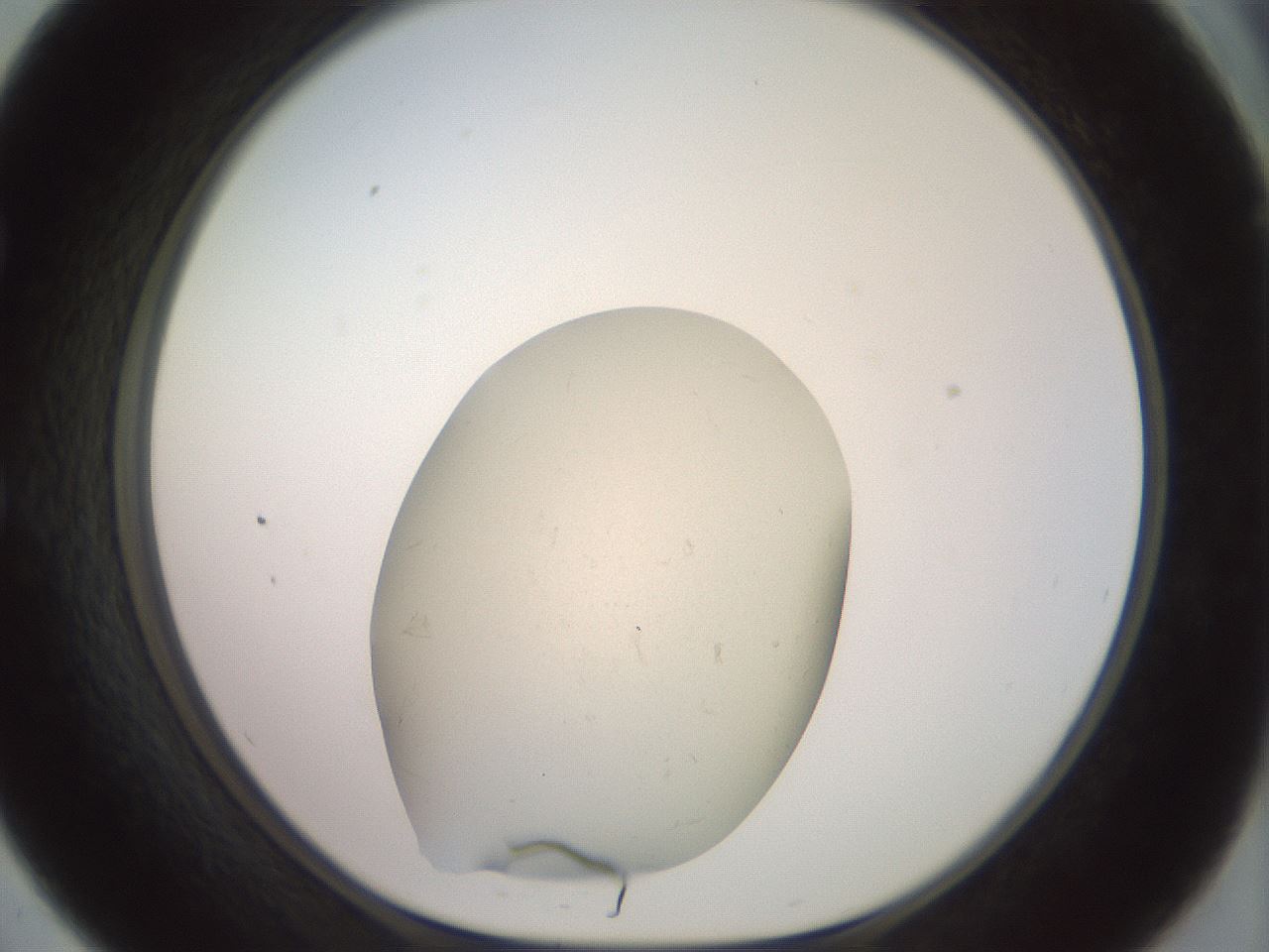 folderID465_plateID3465_batchID20281_wellNum57_profileID1_d1_r307544_ef.jpg