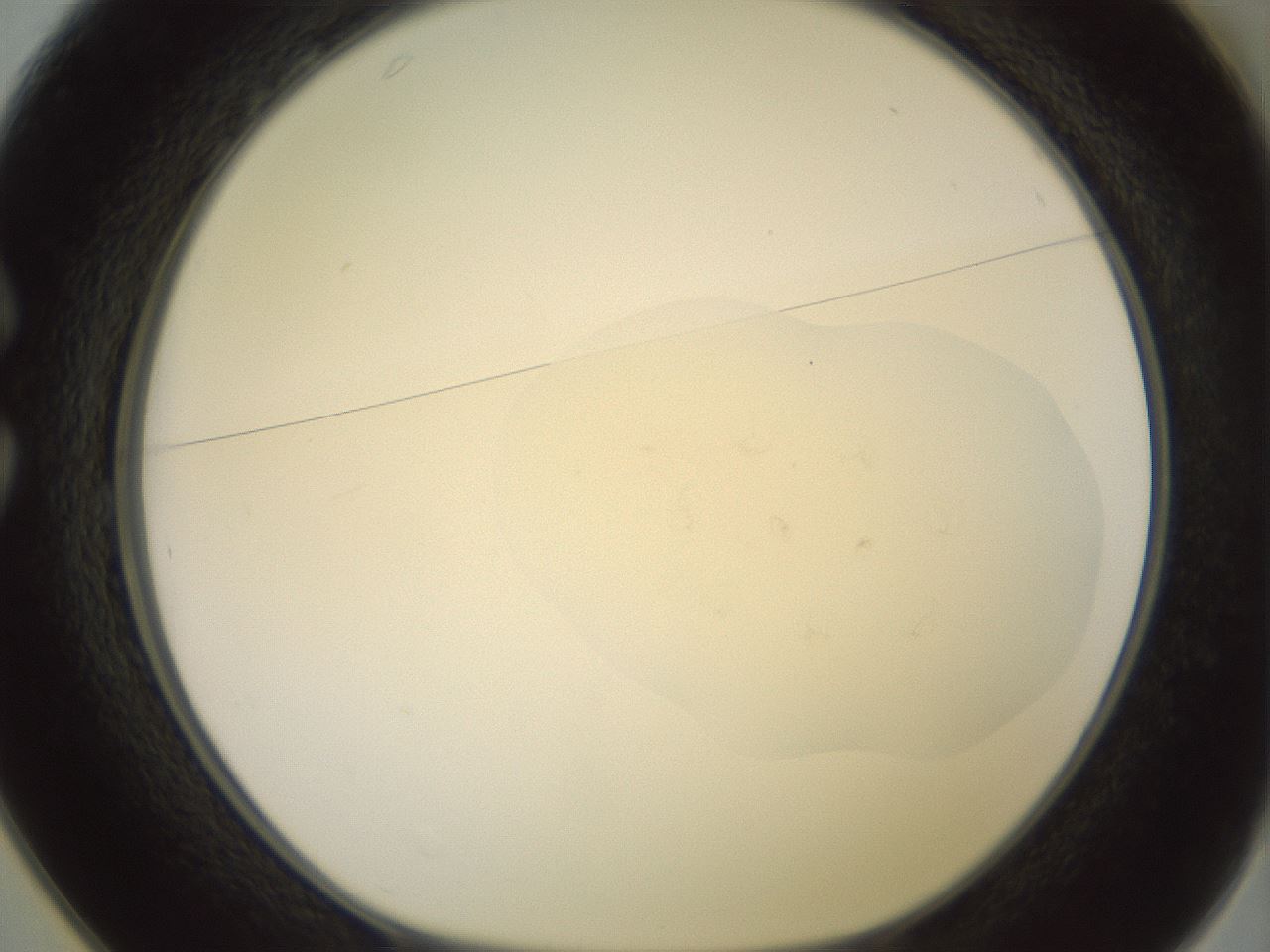 folderID465_plateID3465_batchID20830_wellNum25_profileID1_d1_r307512_ef.jpg