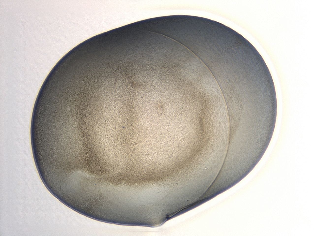 047d_A3_ImagerDefaults_3.jpg