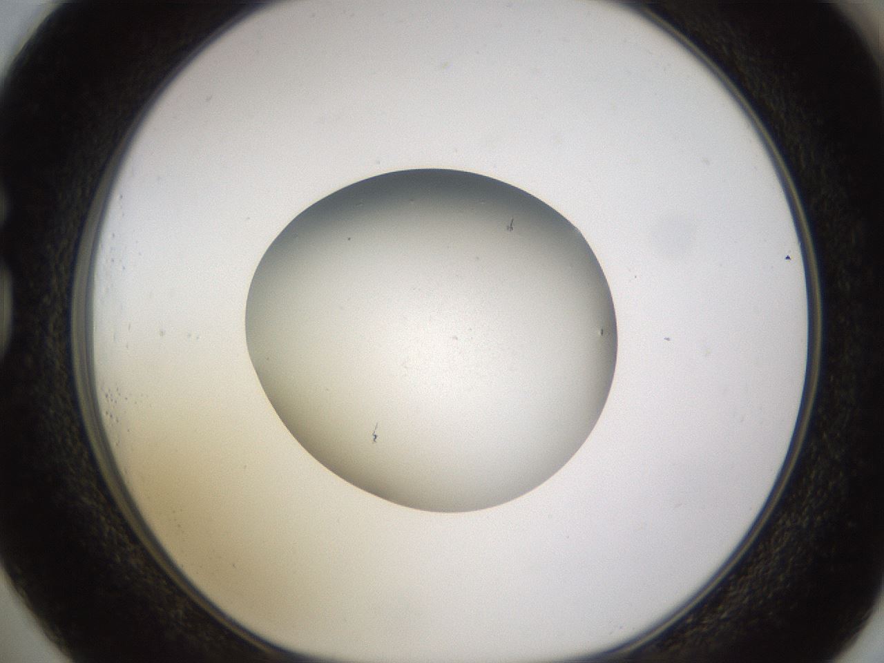 folderID481_plateID1481_batchID5598_wellNum73_profileID1_d1_r93824_ef.jpg