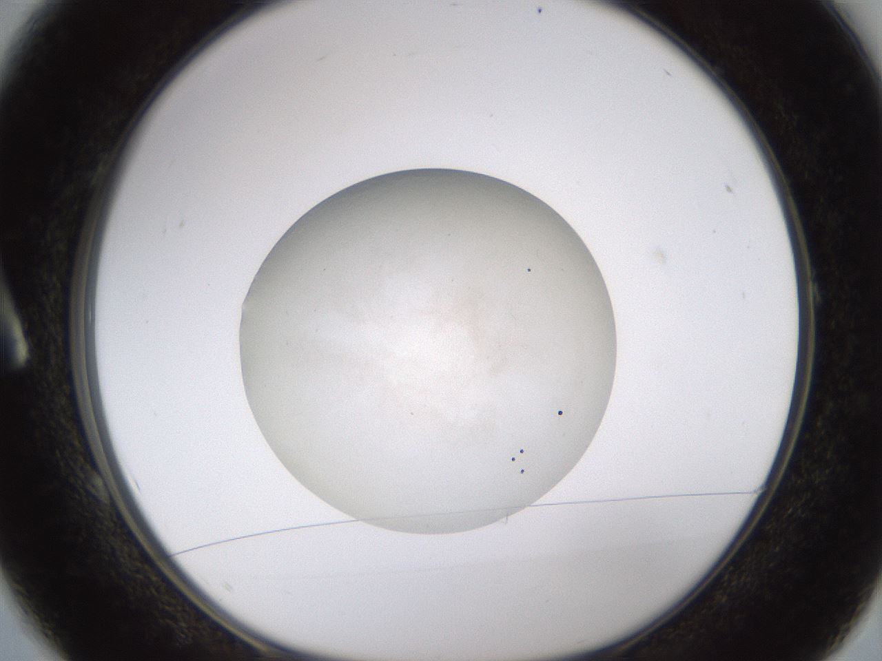 folderID482_plateID1482_batchID5599_wellNum1_profileID1_d1_r93848_ef.jpg
