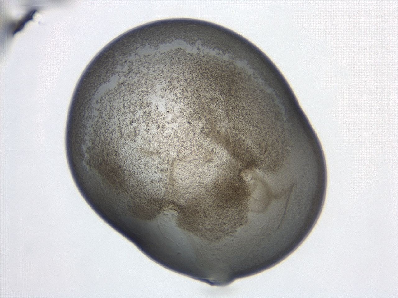 047d_C1_ImagerDefaults_3.jpg