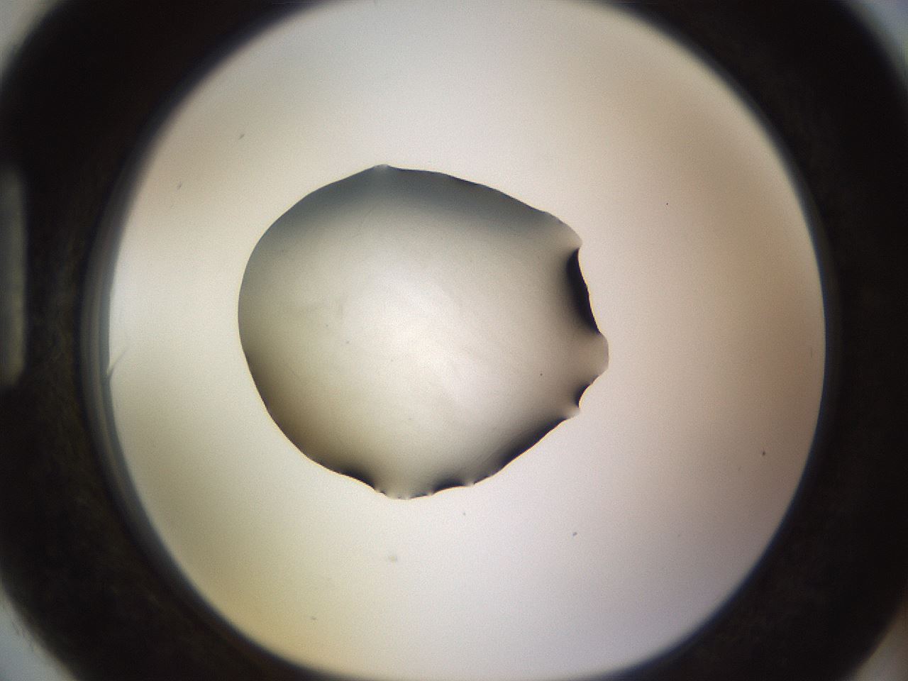 folderID481_plateID1481_batchID5610_wellNum90_profileID1_d1_r93841_ef.jpg