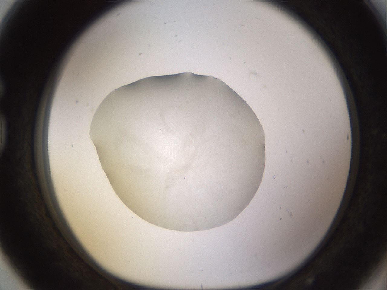 folderID484_plateID1484_batchID5675_wellNum80_profileID1_d1_r94119_ef.jpg