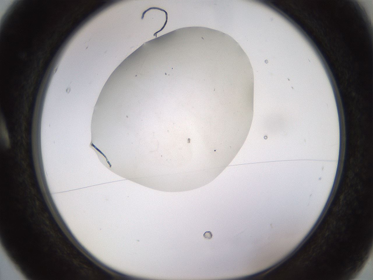 folderID485_plateID1485_batchID5615_wellNum5_profileID1_d1_r94140_ef.jpg