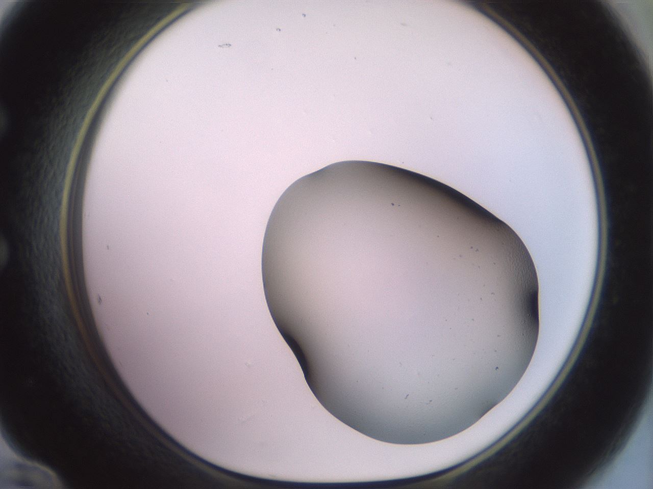 folderID493_plateID3493_batchID20662_wellNum60_profileID1_d1_r311579_ef.jpg