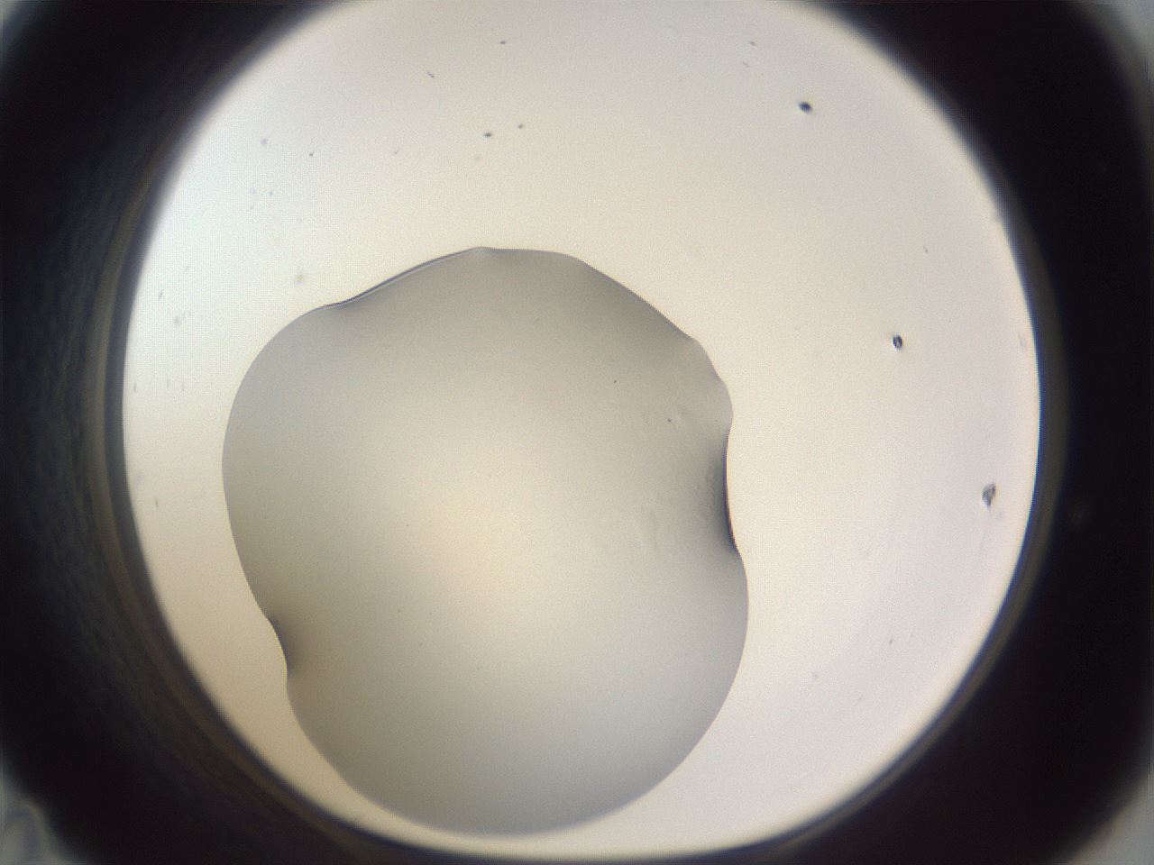 folderID495_plateID3495_batchID20765_wellNum47_profileID1_d1_r311374_ef.jpg