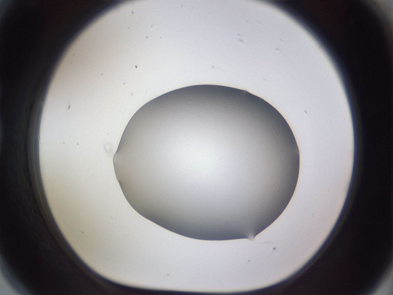 folderID495_plateID3495_batchID22046_wellNum81_profileID1_d1_r311408_ef.jpg