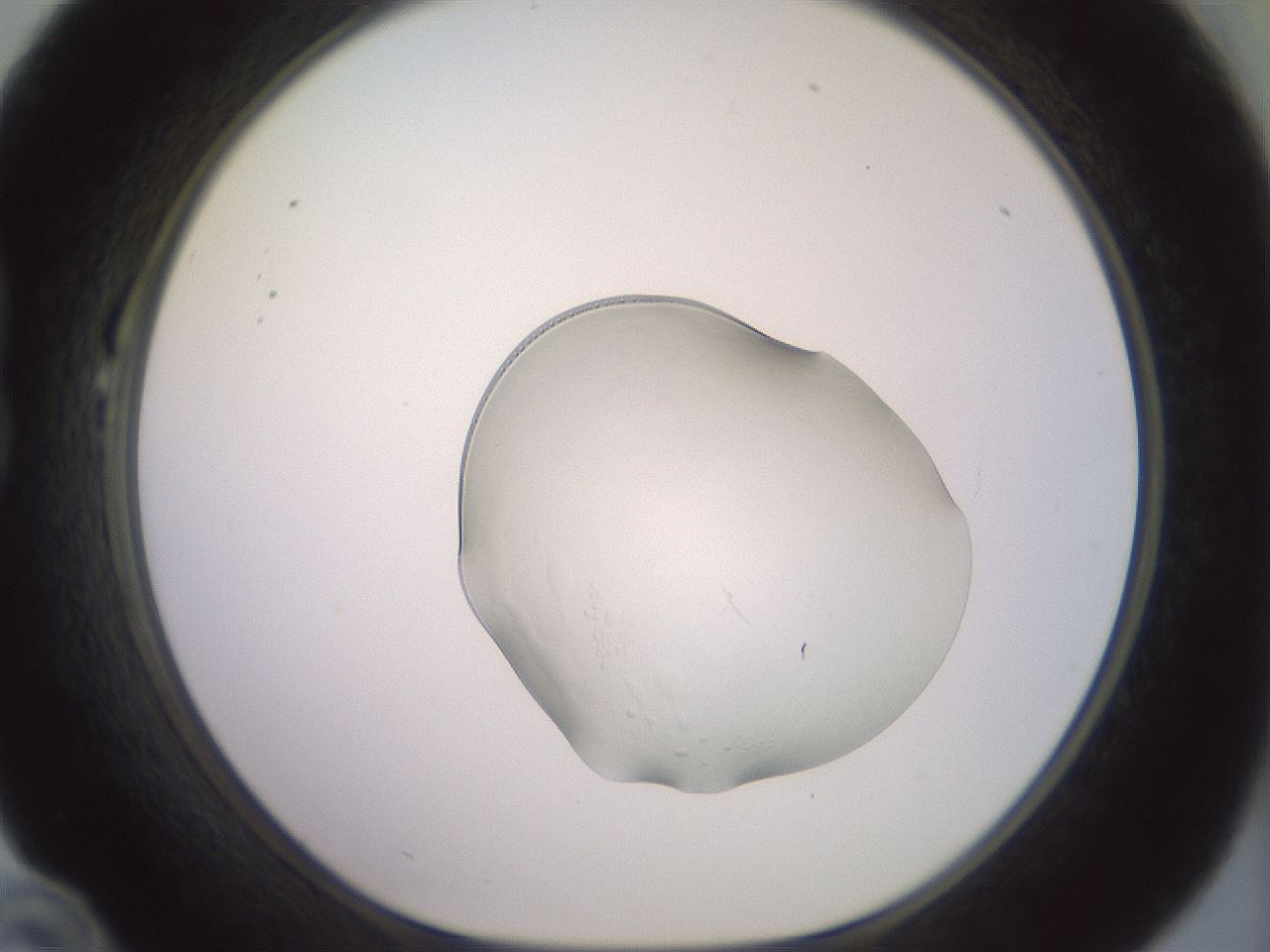 folderID498_plateID3498_batchID20656_wellNum22_profileID1_d1_r312046_ef.jpg