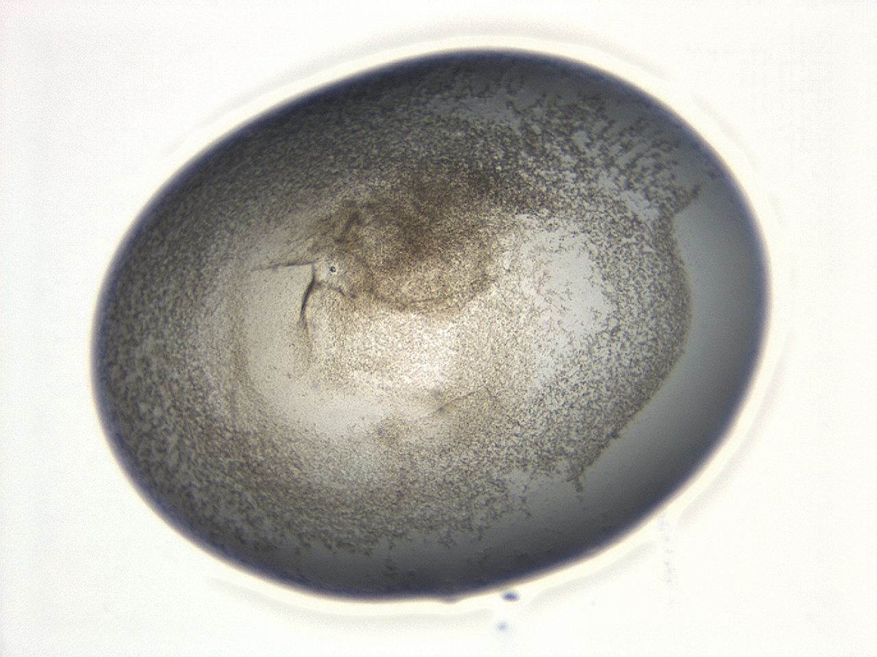 047d_D12_ImagerDefaults_3.jpg