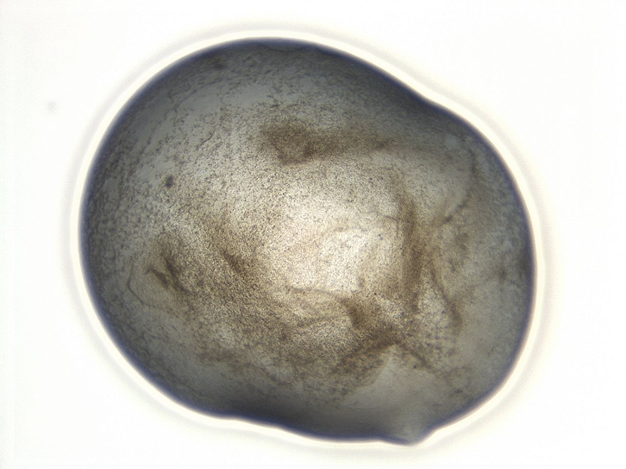 047d_E1_ImagerDefaults_3.jpg