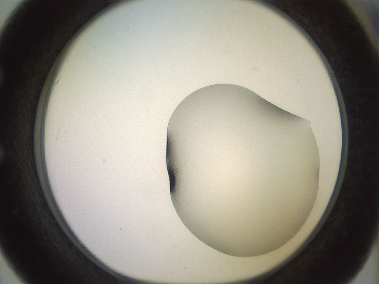 folderID499_plateID3499_batchID20633_wellNum51_profileID1_d1_r312682_ef.jpg