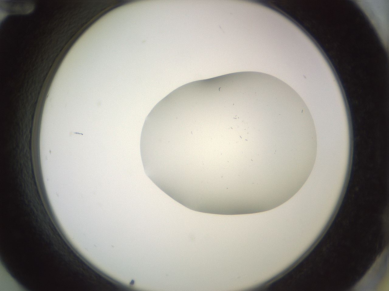 folderID499_plateID3499_batchID20660_wellNum84_profileID1_d2_r312749_ef.jpg