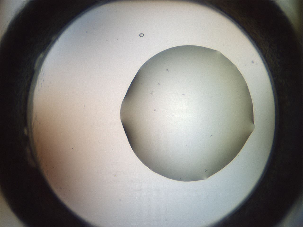folderID500_plateID3500_batchID21367_wellNum87_profileID1_d2_r313331_ef.jpg