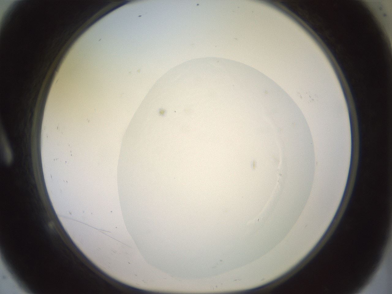 folderID500_plateID3500_batchID21533_wellNum9_profileID1_d1_r313174_ef.jpg